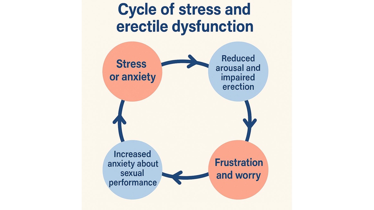 Cycle of stress and ED