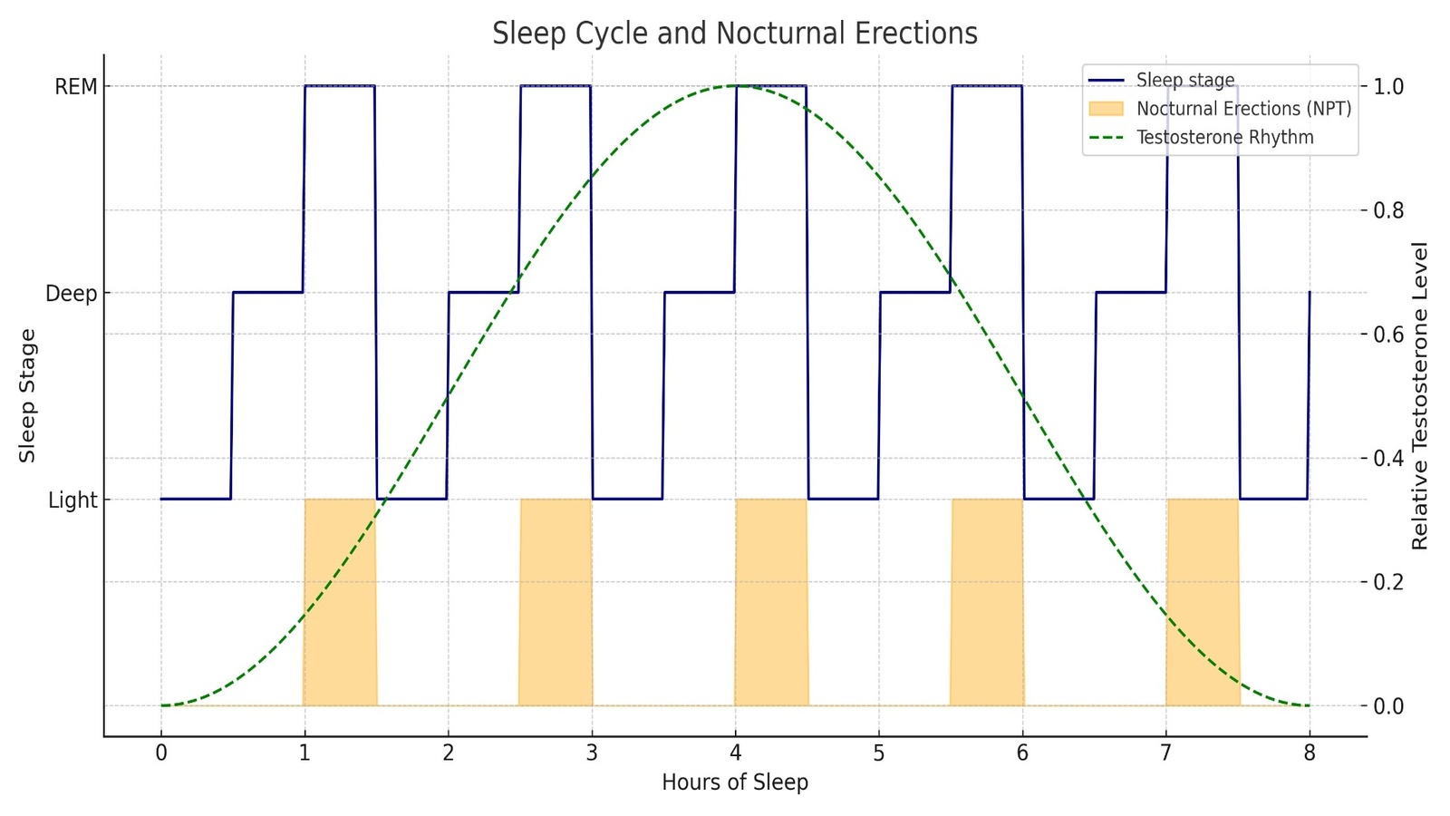 Sleep Cycle Nocturnal Erections